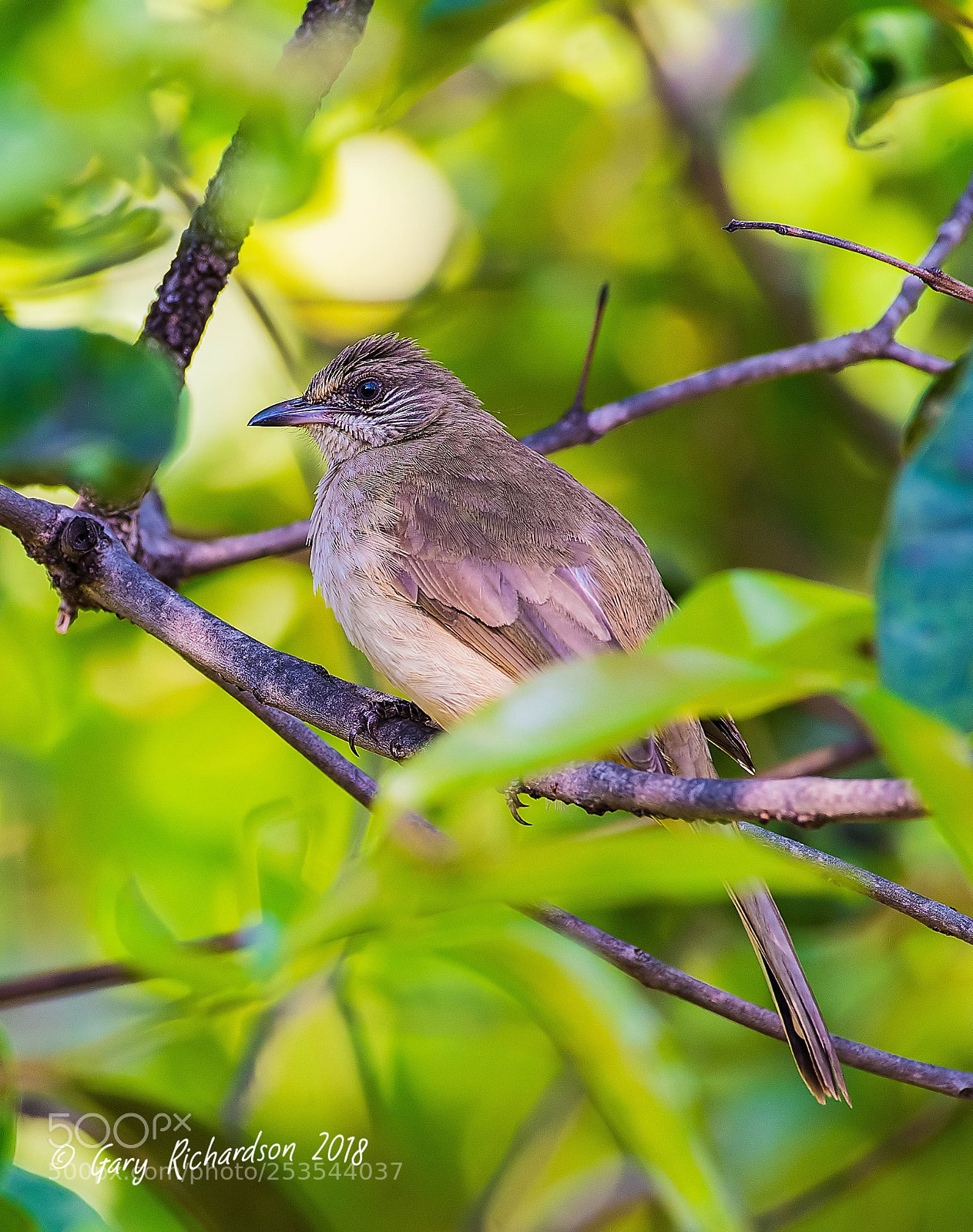 Nikon D500 sample photo. Streak eared bulbul pak photography