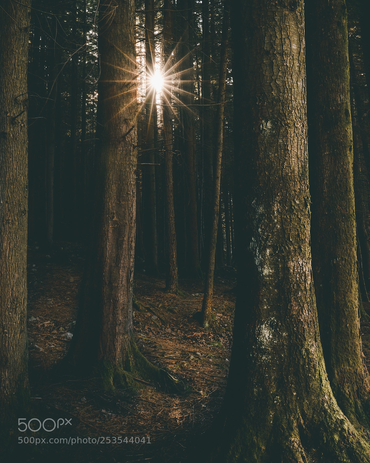 Canon EOS 6D Mark II sample photo. Deepwoodinsta photography