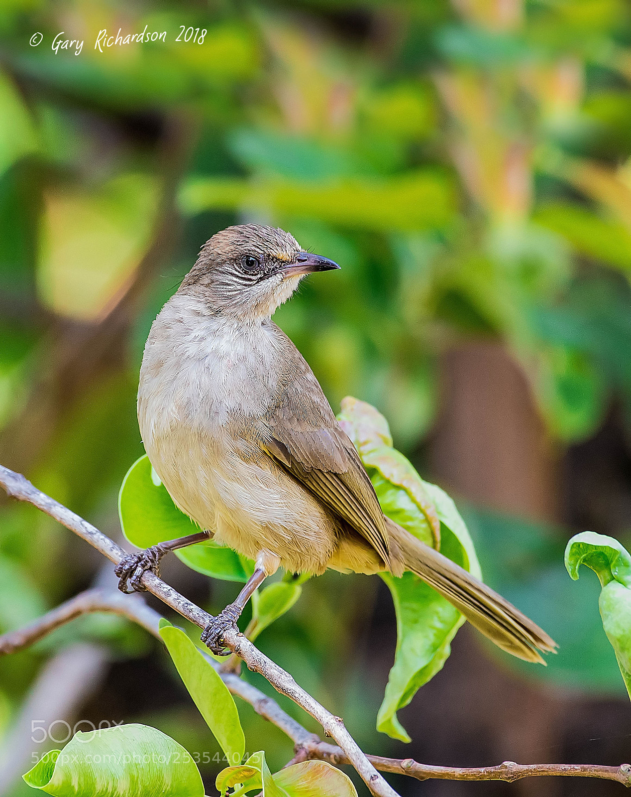 Nikon D500 sample photo. Streak eared bulbul pak photography