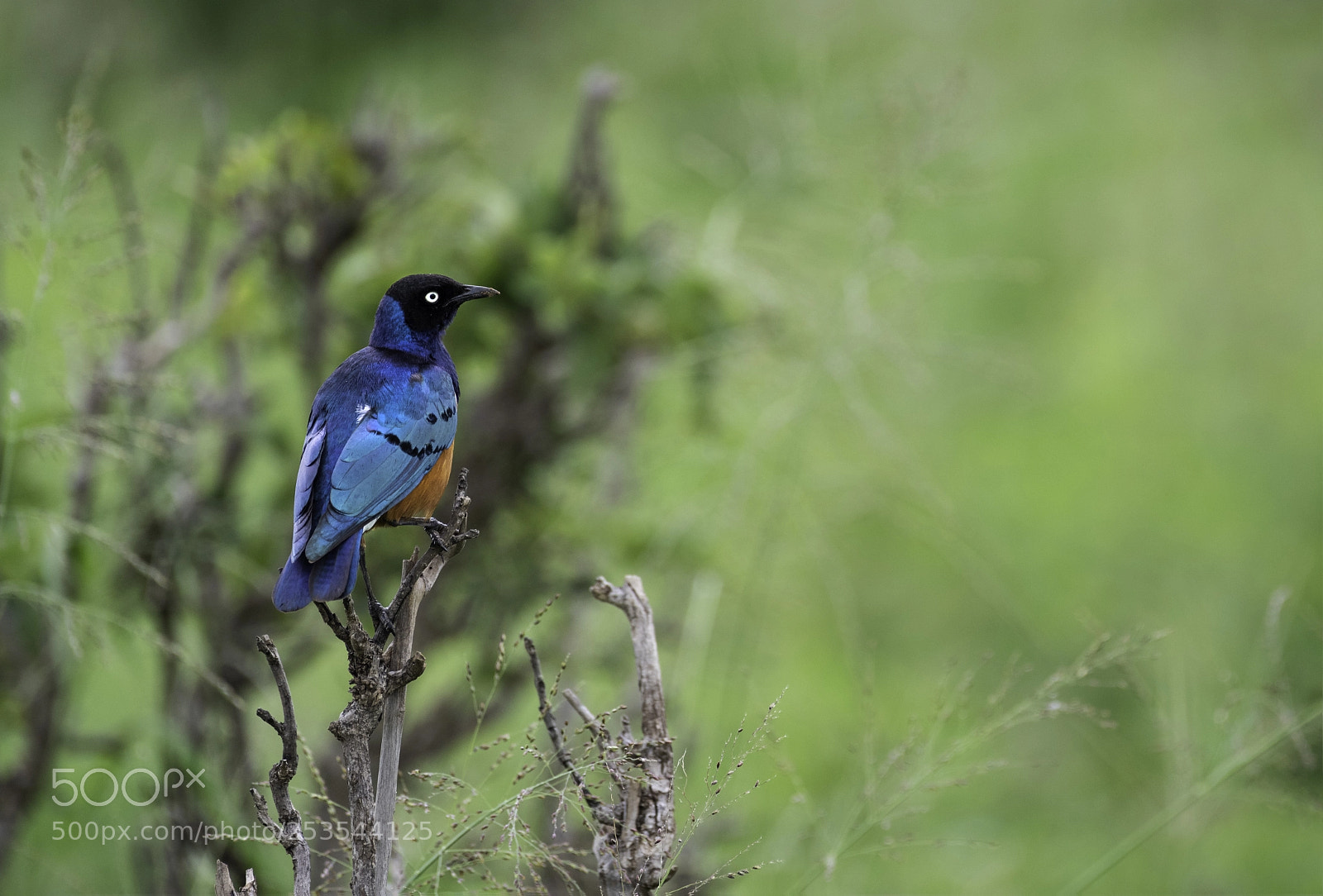 Nikon D810 sample photo. Superb starling photography