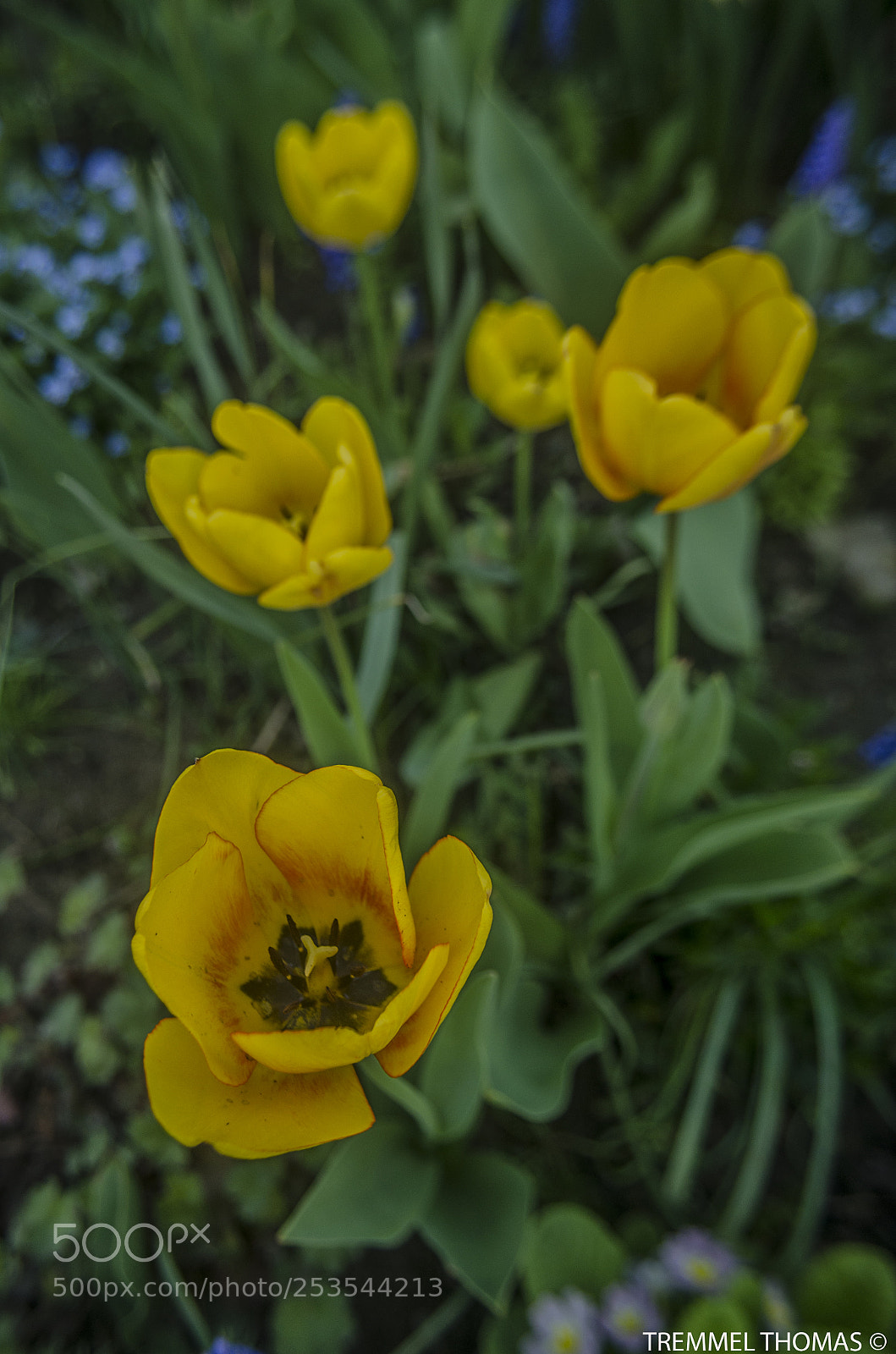 Nikon D5100 sample photo. Yellow tulips photography
