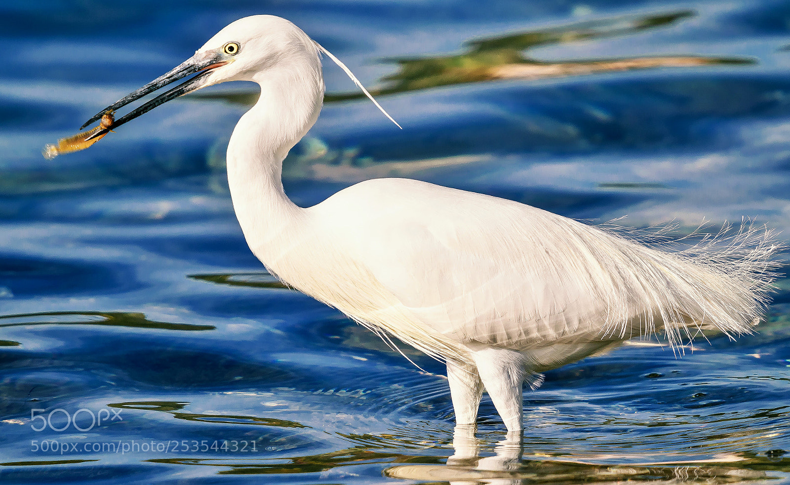 Nikon D5300 sample photo. Little egret photography