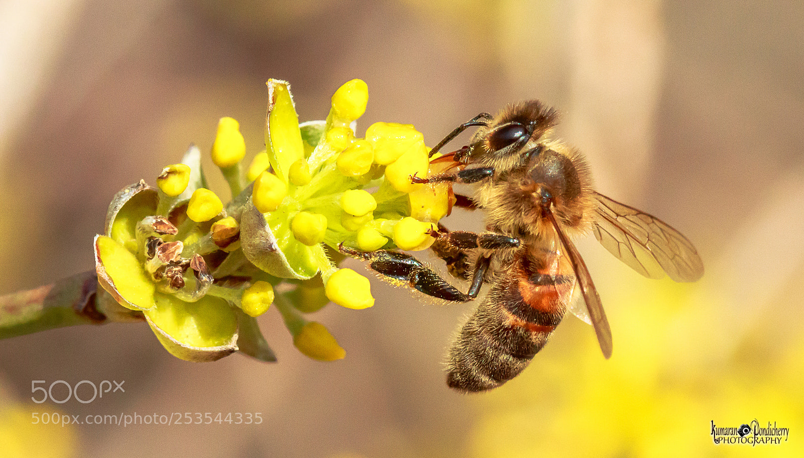 Canon EOS 70D sample photo. Bee 3 love you photography