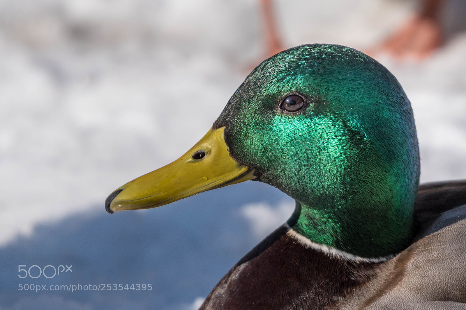 Nikon D5600 sample photo. Duck portrait photography