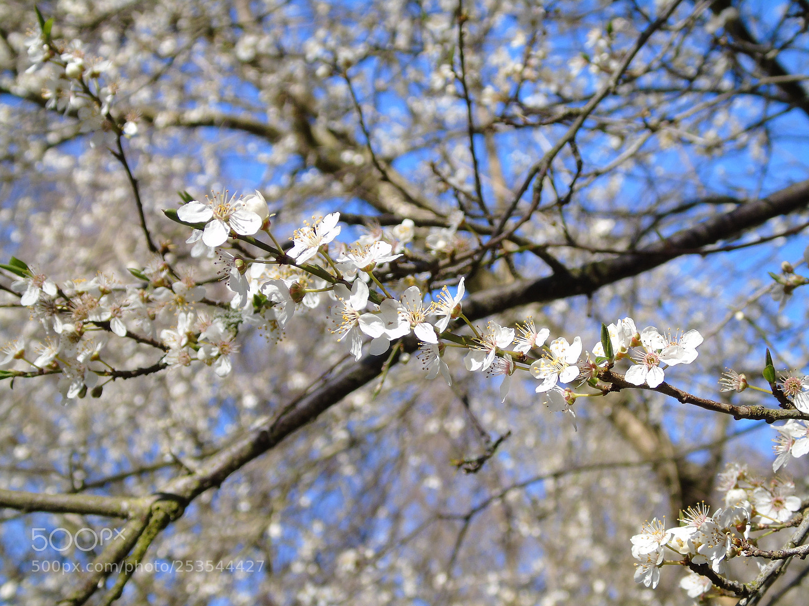 Sony Cyber-shot DSC-H400 sample photo. White blossom and blue photography