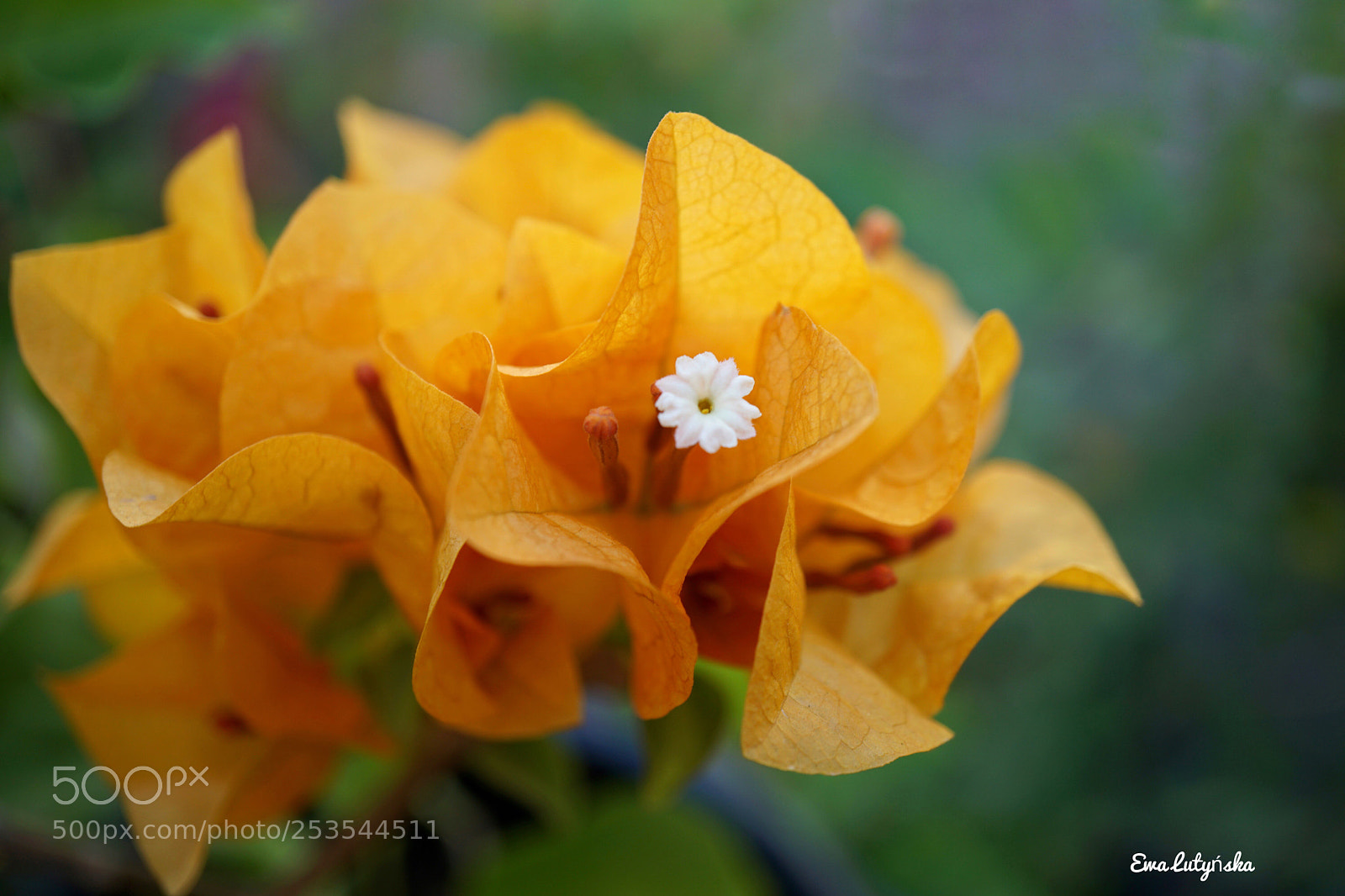Sony a6000 sample photo. Bougainvillea 'orange glory' photography