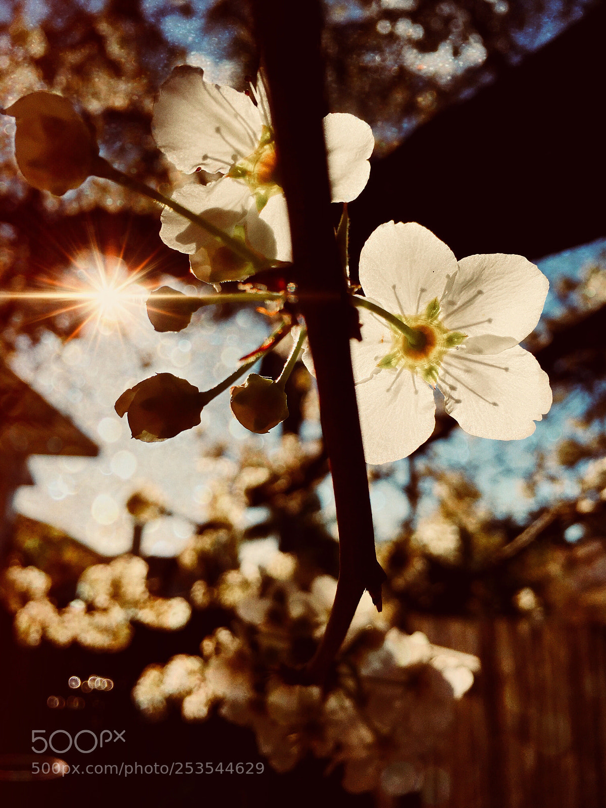 Apple iPhone 6s Plus sample photo. White blossom photography