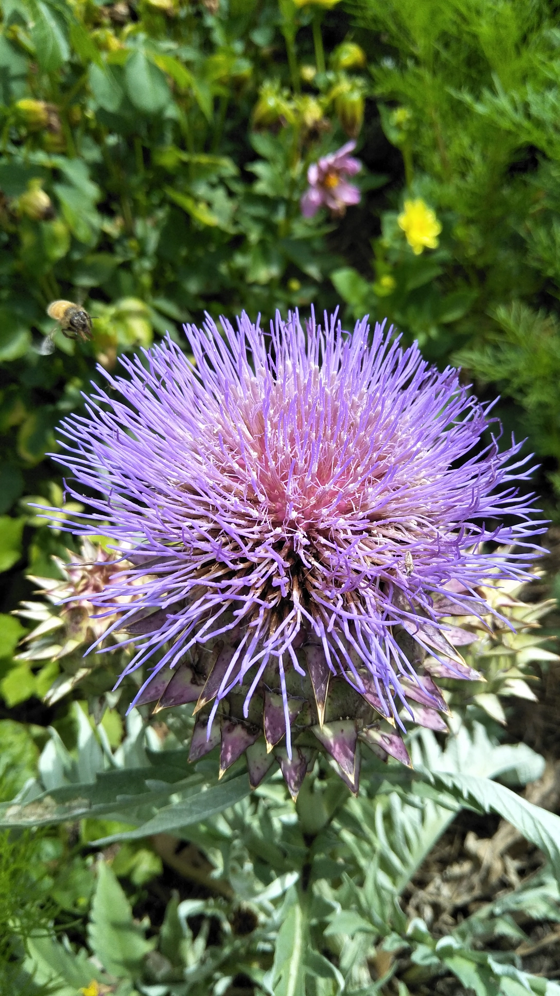 OPPO CPH1701 sample photo