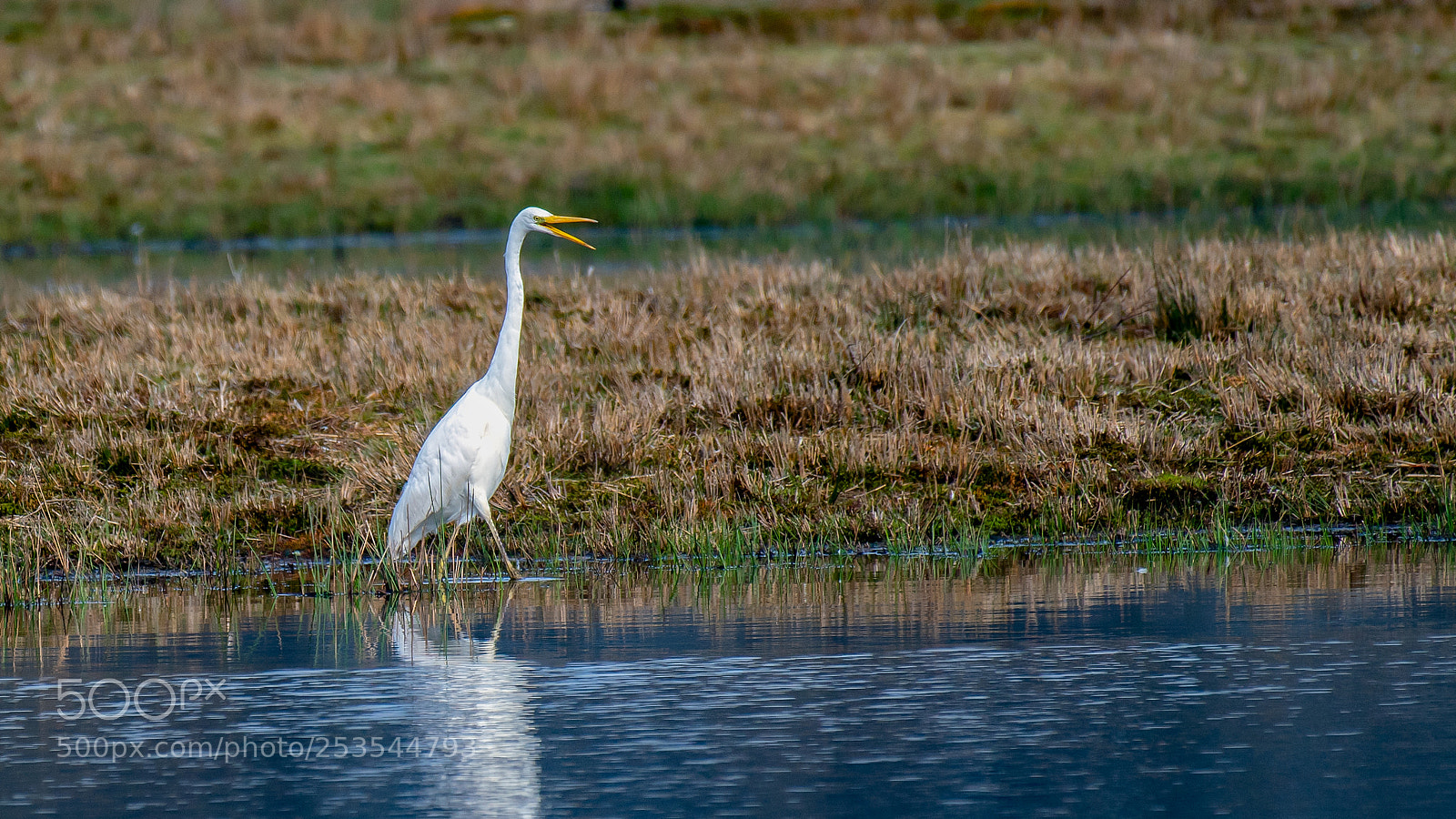 Nikon D500 sample photo. Grote zilverreiger photography