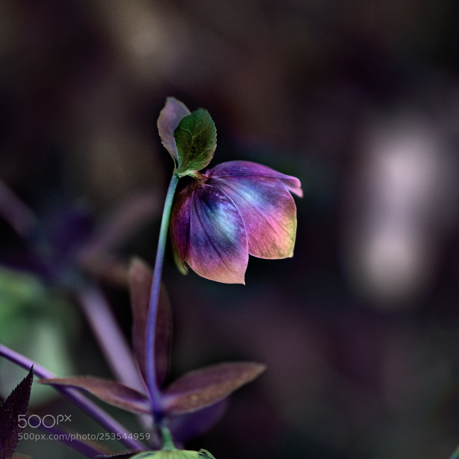 Nikon D5300 sample photo. F o r photography