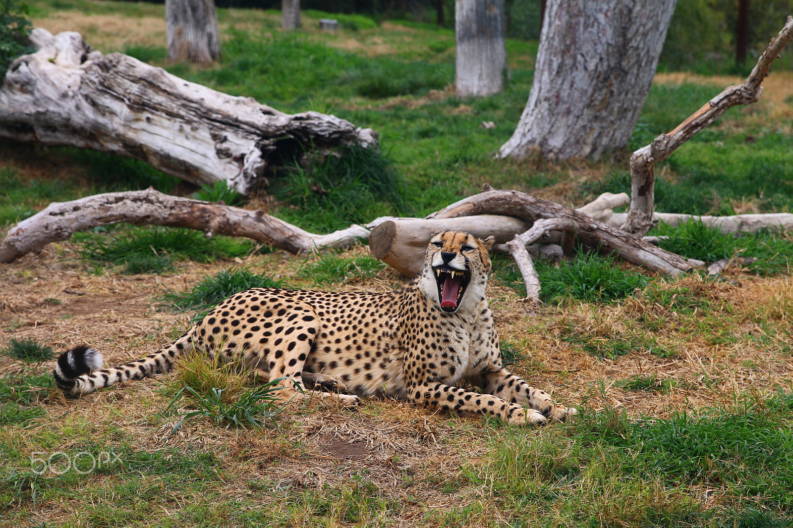 Canon EF 24-70mm F2.8L II USM sample photo. Cheetah photography
