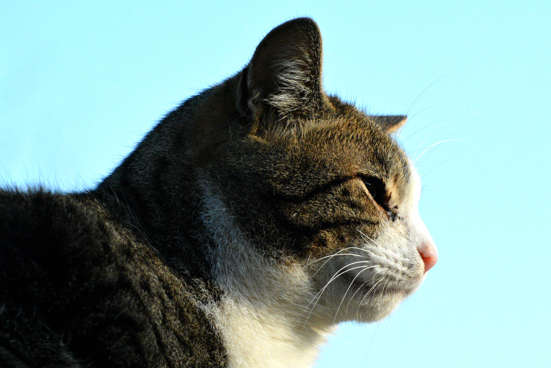 Nikon D7100 sample photo. White and brown photography
