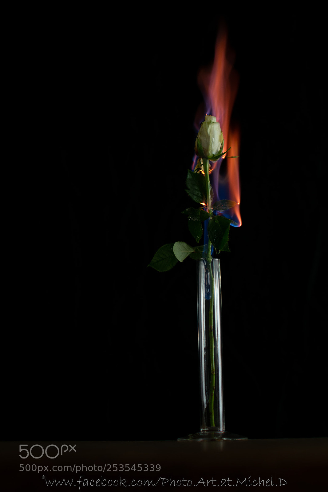 Nikon D5300 sample photo. Burning rose photography
