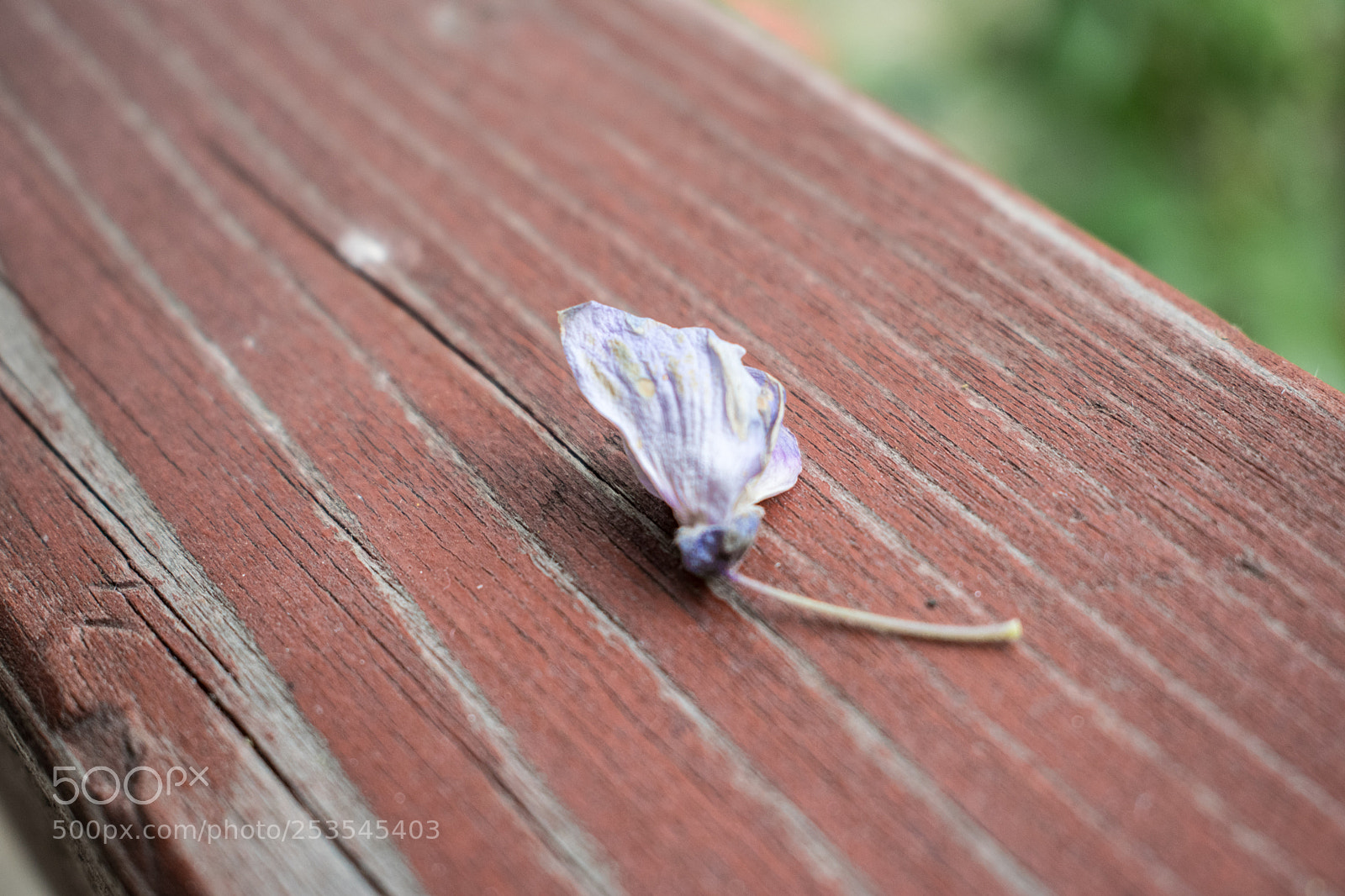 Nikon D5300 sample photo. Petal photography
