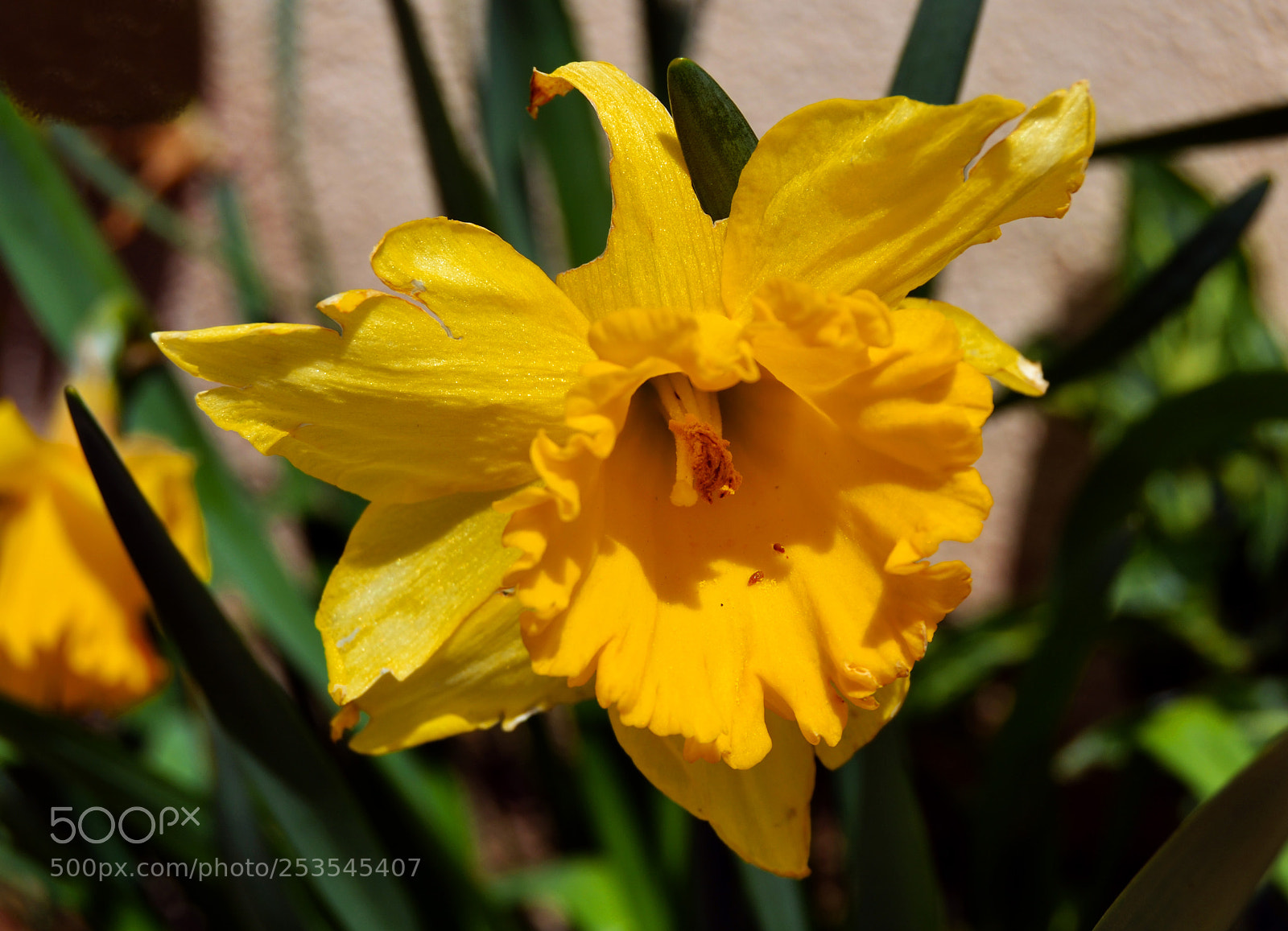 Nikon D3100 sample photo. Flor photography
