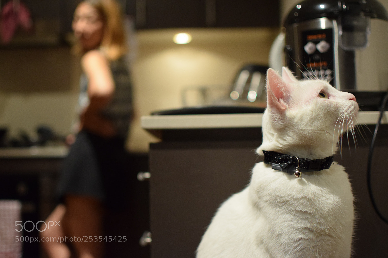 Nikon D5300 sample photo. White cat photography