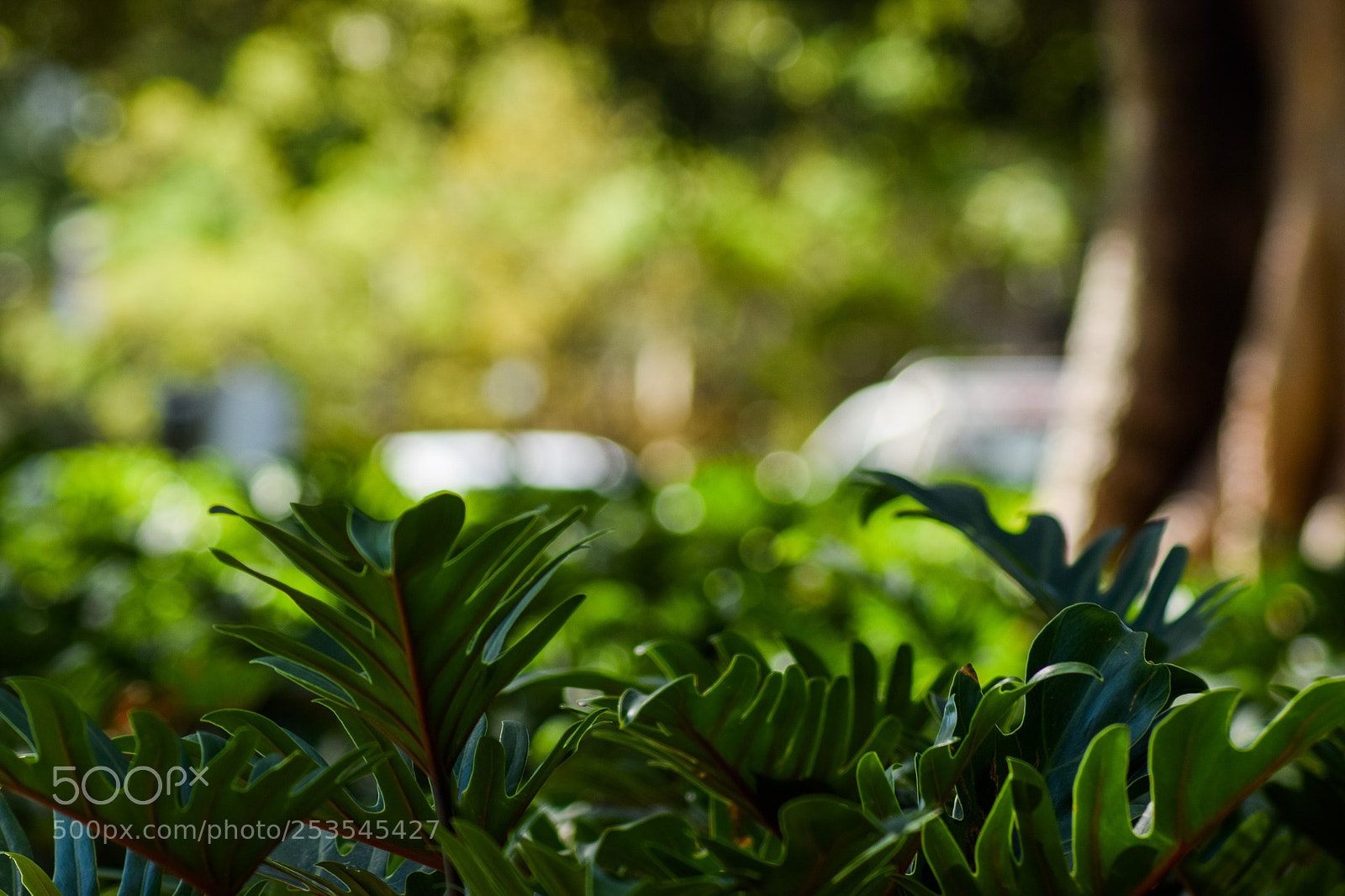 Nikon D5300 sample photo. Some plants photography