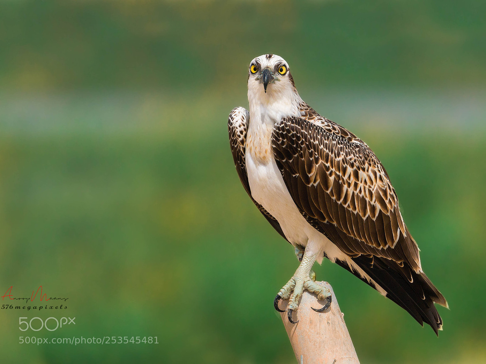 Canon EOS 70D sample photo. Osprey photography