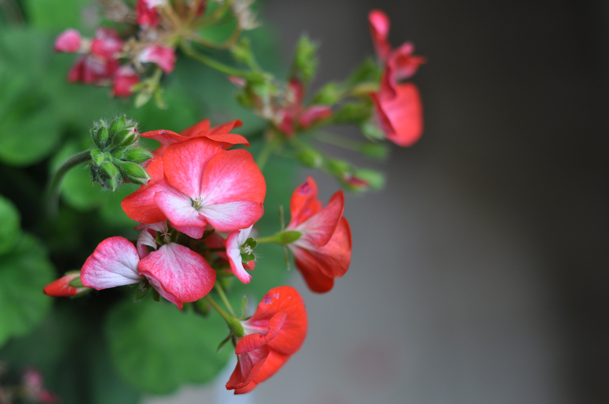 Nikon D90 sample photo. Flower photography