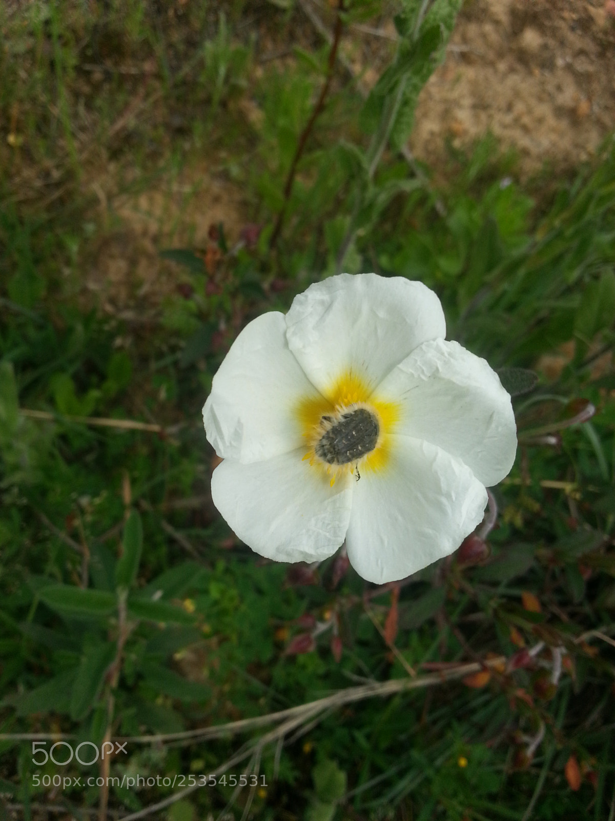 Samsung Galaxy S3 sample photo. Fuzel photography