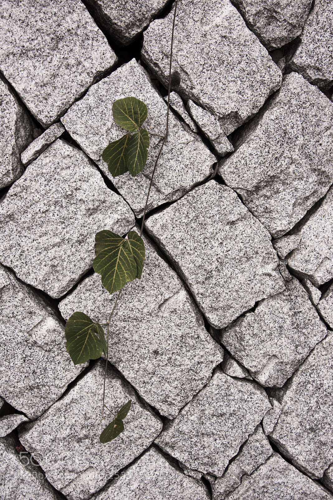 Nikon D810 sample photo. A line photography