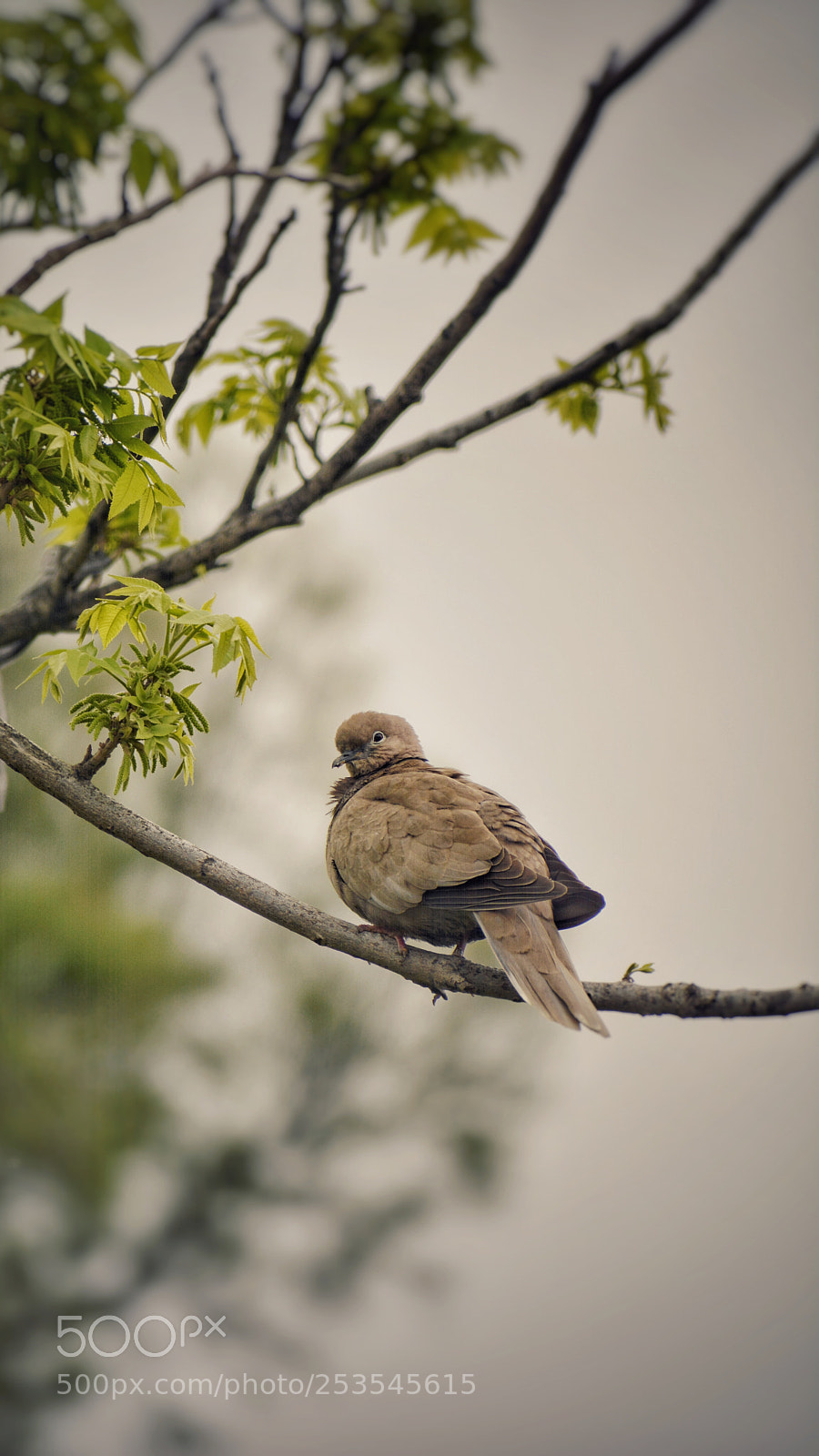 Nikon D7100 sample photo. Turtle dove photography