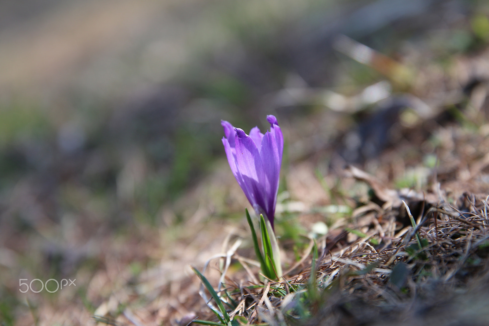Canon EF 24-70mm F2.8L II USM sample photo. Crocus photography