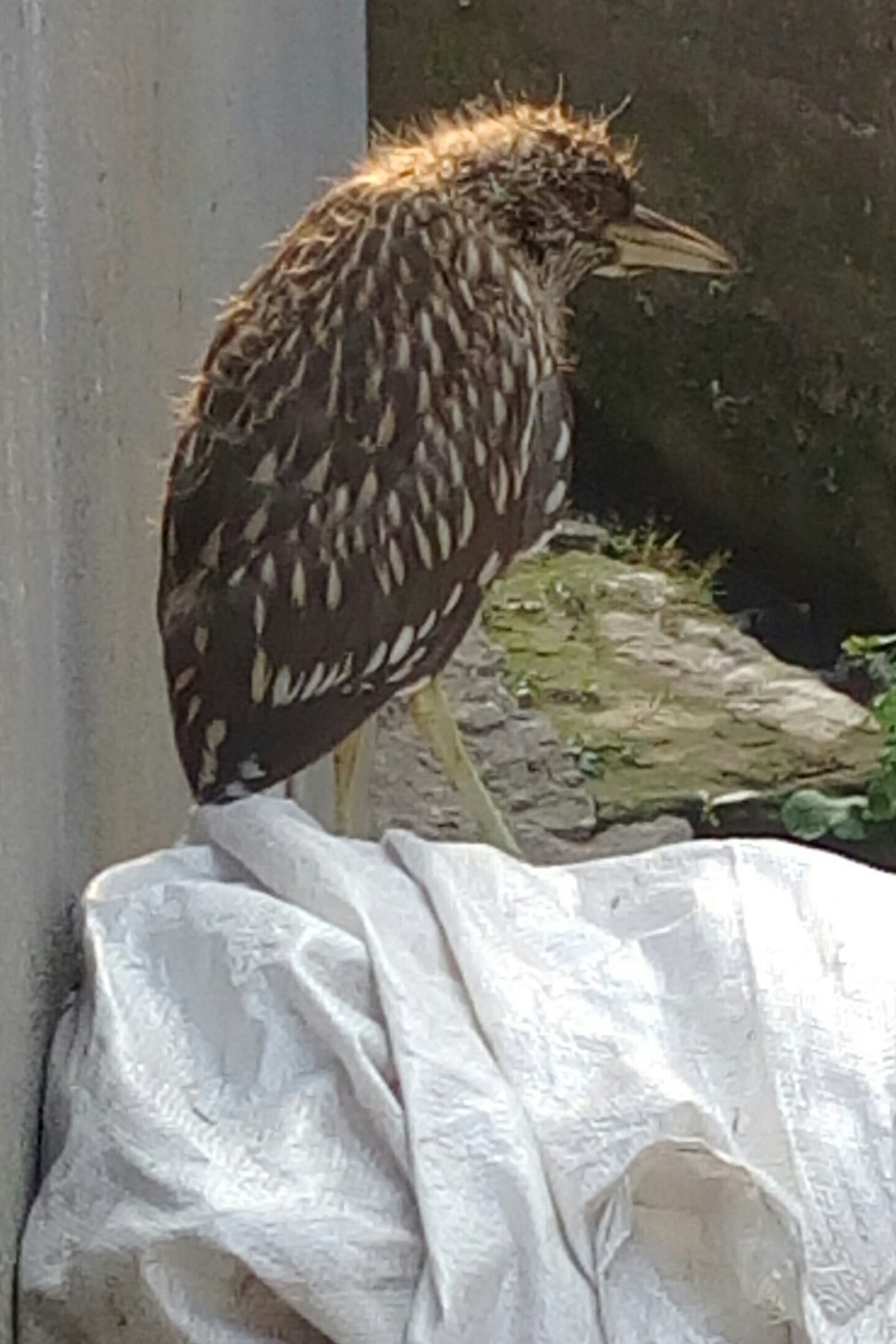 HTC DESIRE 828 DUAL SIM sample photo. Hero heron photography