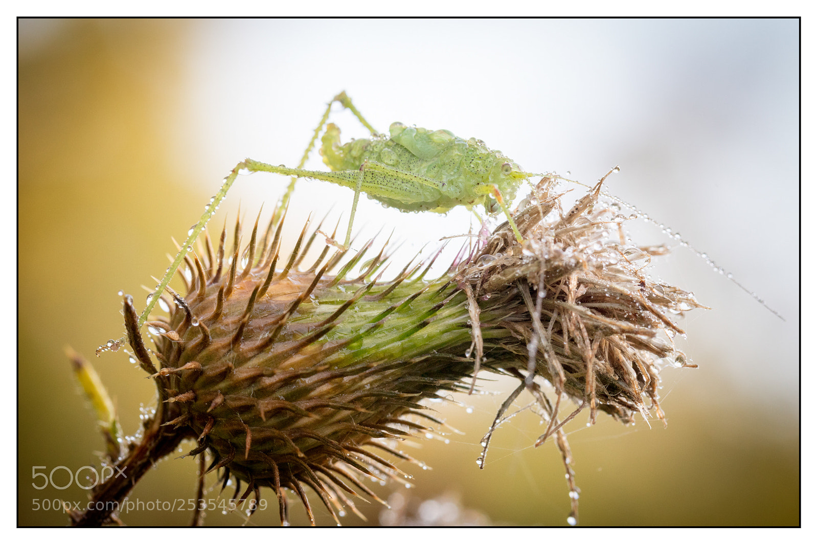 Canon EOS 5DS R sample photo. Grasshopper and morning dew photography