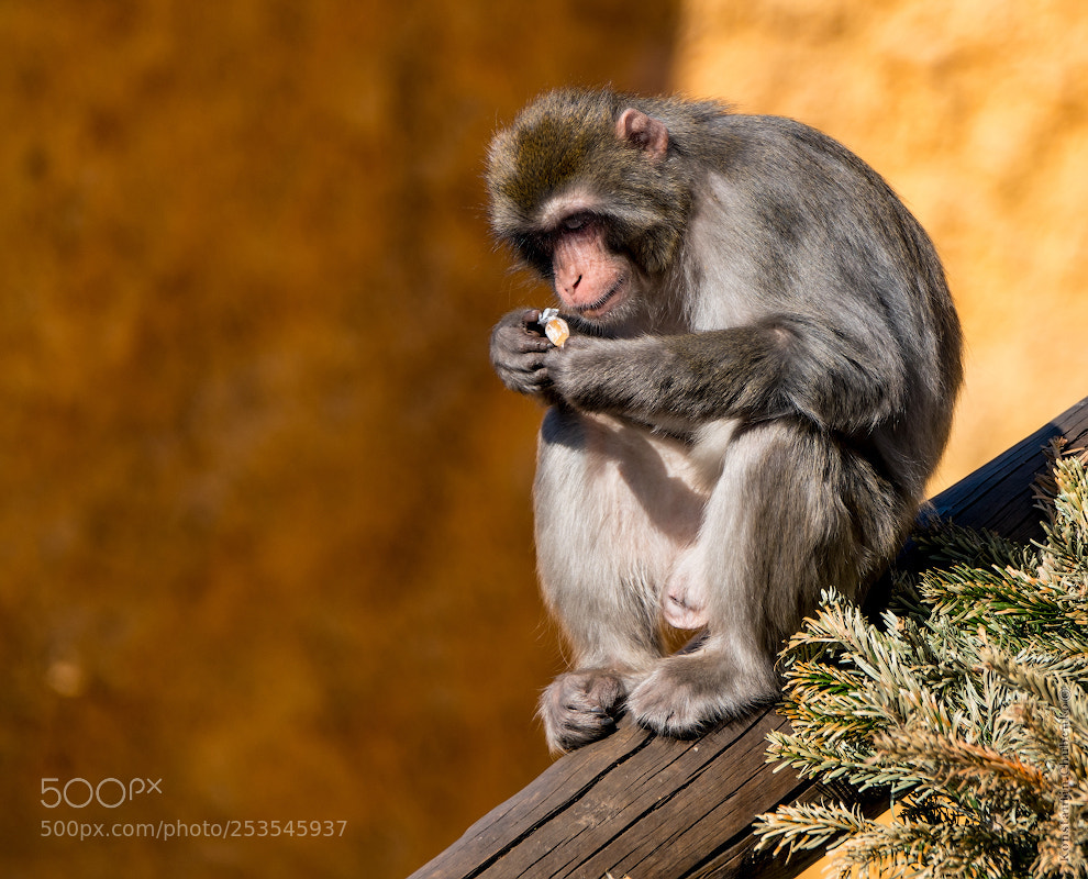 Sony a99 II sample photo. *** photography