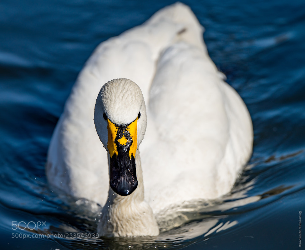 Sony a99 II sample photo. *** photography