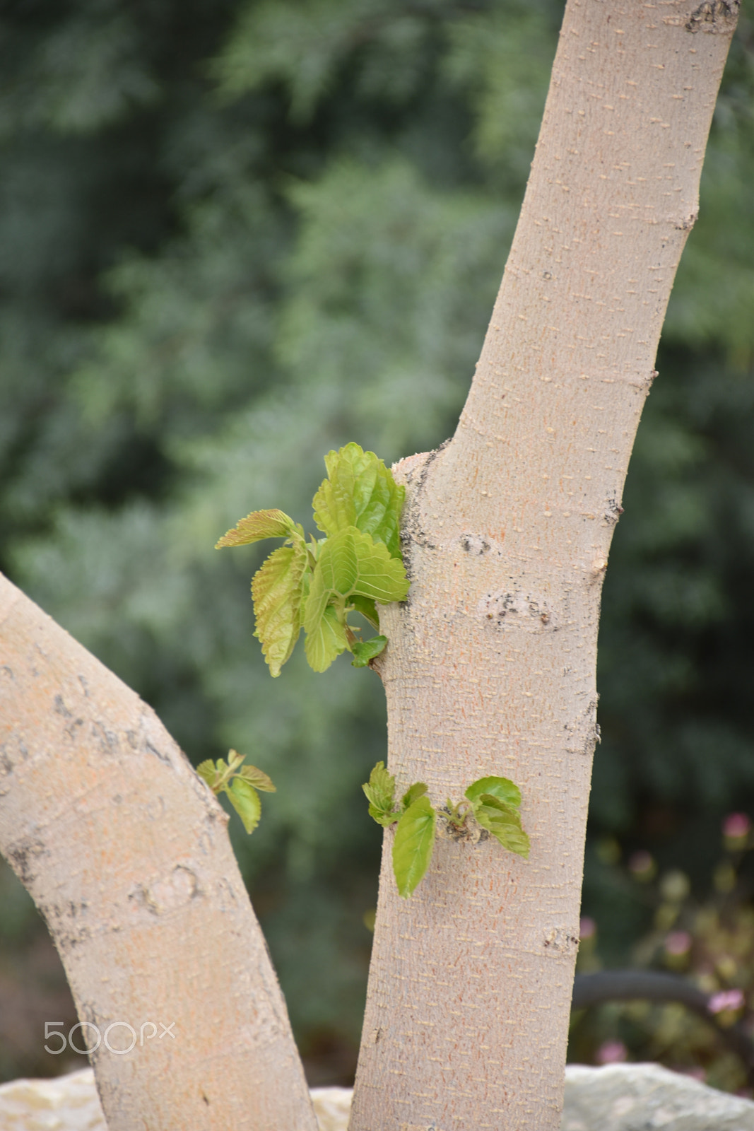 Nikon D5600 sample photo. Spring branch photography