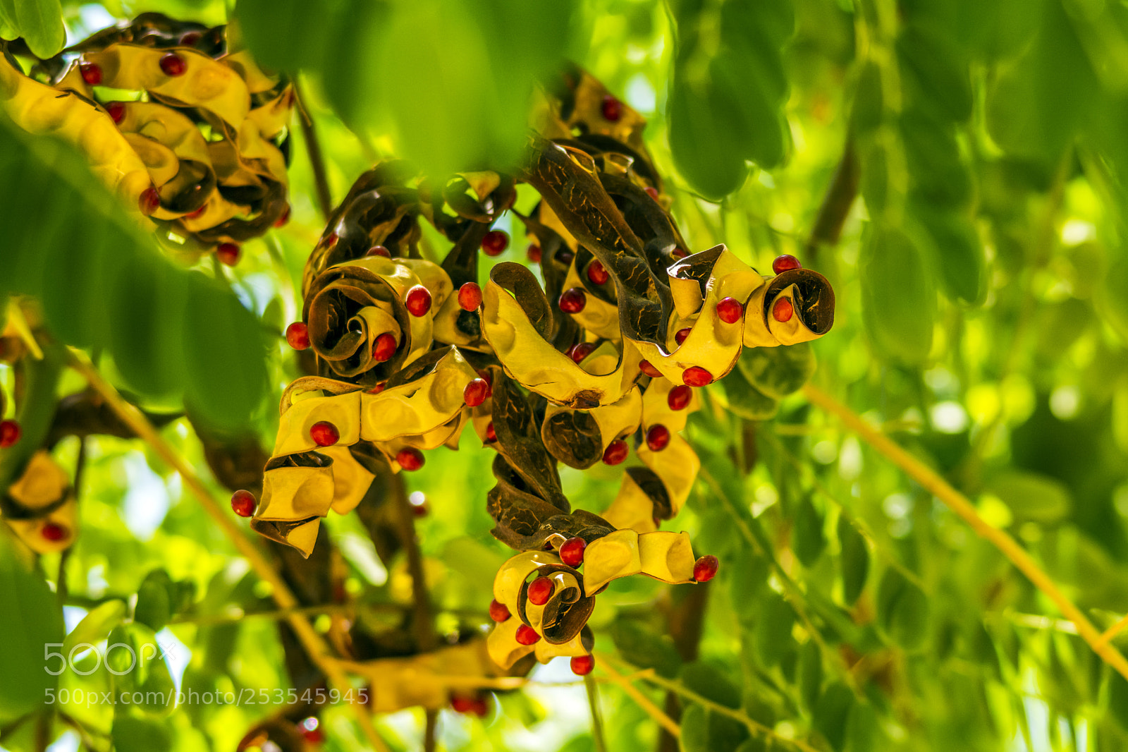 Nikon D7100 sample photo. Adenanthera pavonina seeds photography
