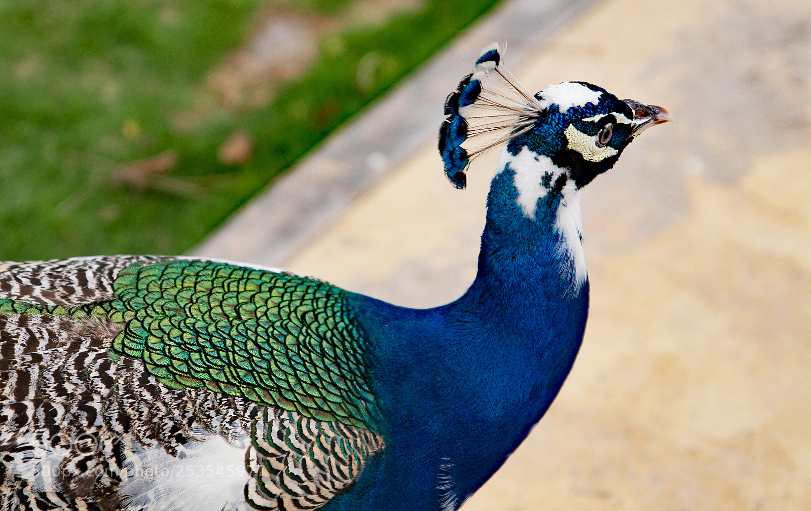 Nikon D500 sample photo. Peacock photography