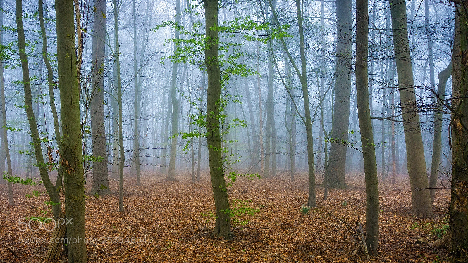 Sony a6000 sample photo. Fog in the forest photography