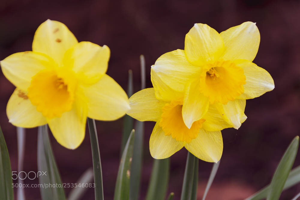 Canon EOS 700D (EOS Rebel T5i / EOS Kiss X7i) sample photo. Flowers photography
