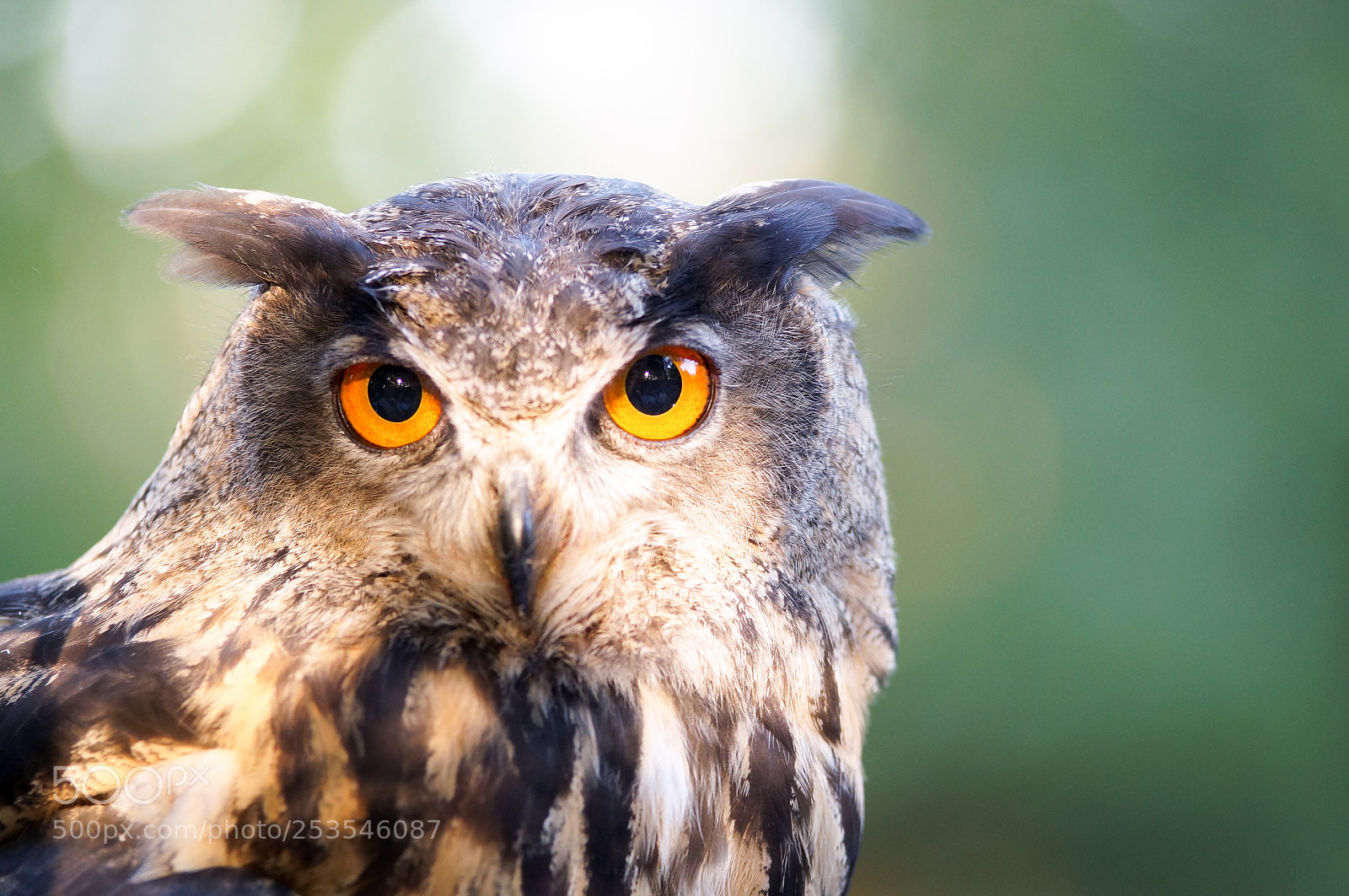 Sony SLT-A37 sample photo. Owl photography