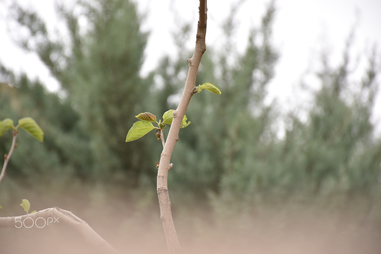 Nikon D5600 sample photo. Sprout photography