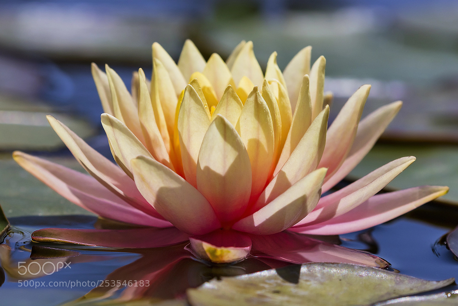 Canon EOS 5DS sample photo. Flame on the water photography