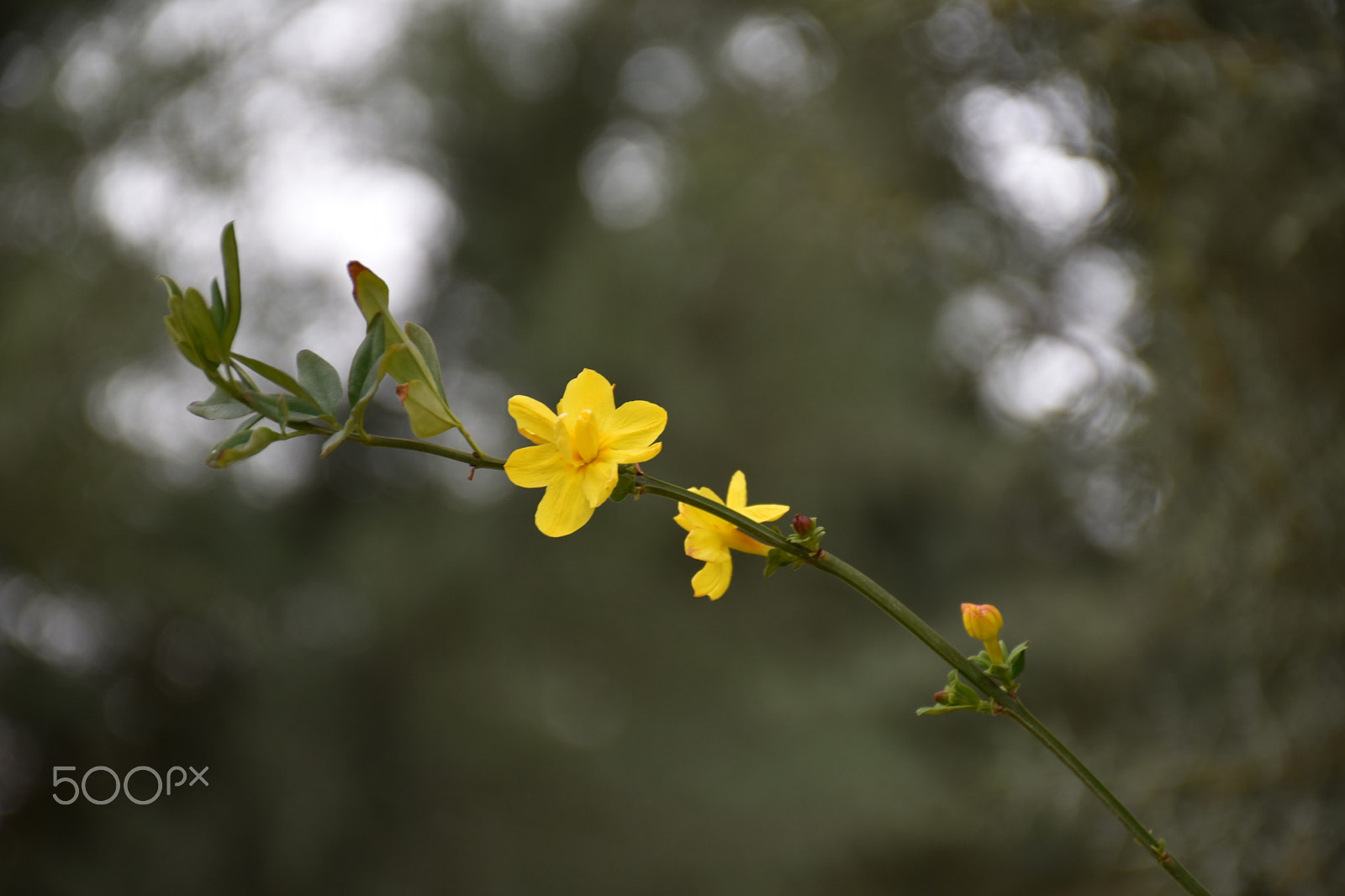 Nikon D5600 sample photo. Yellow blossom photography