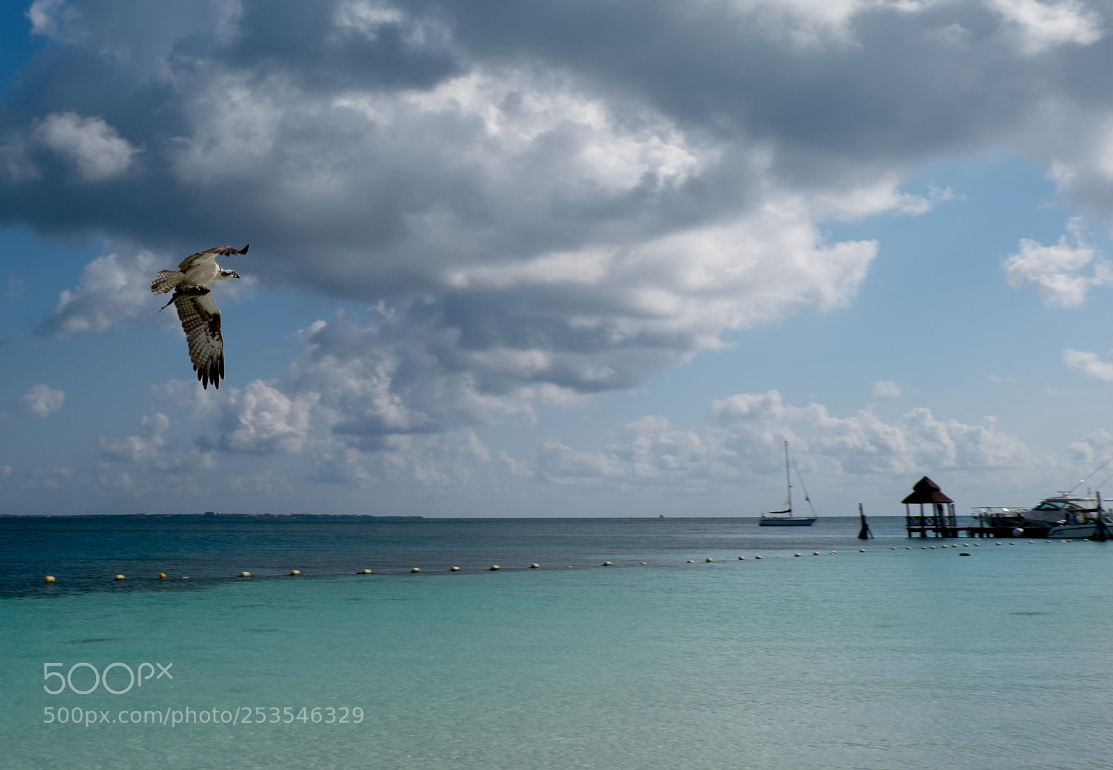 Fujifilm X-T1 sample photo. An eagle with the photography