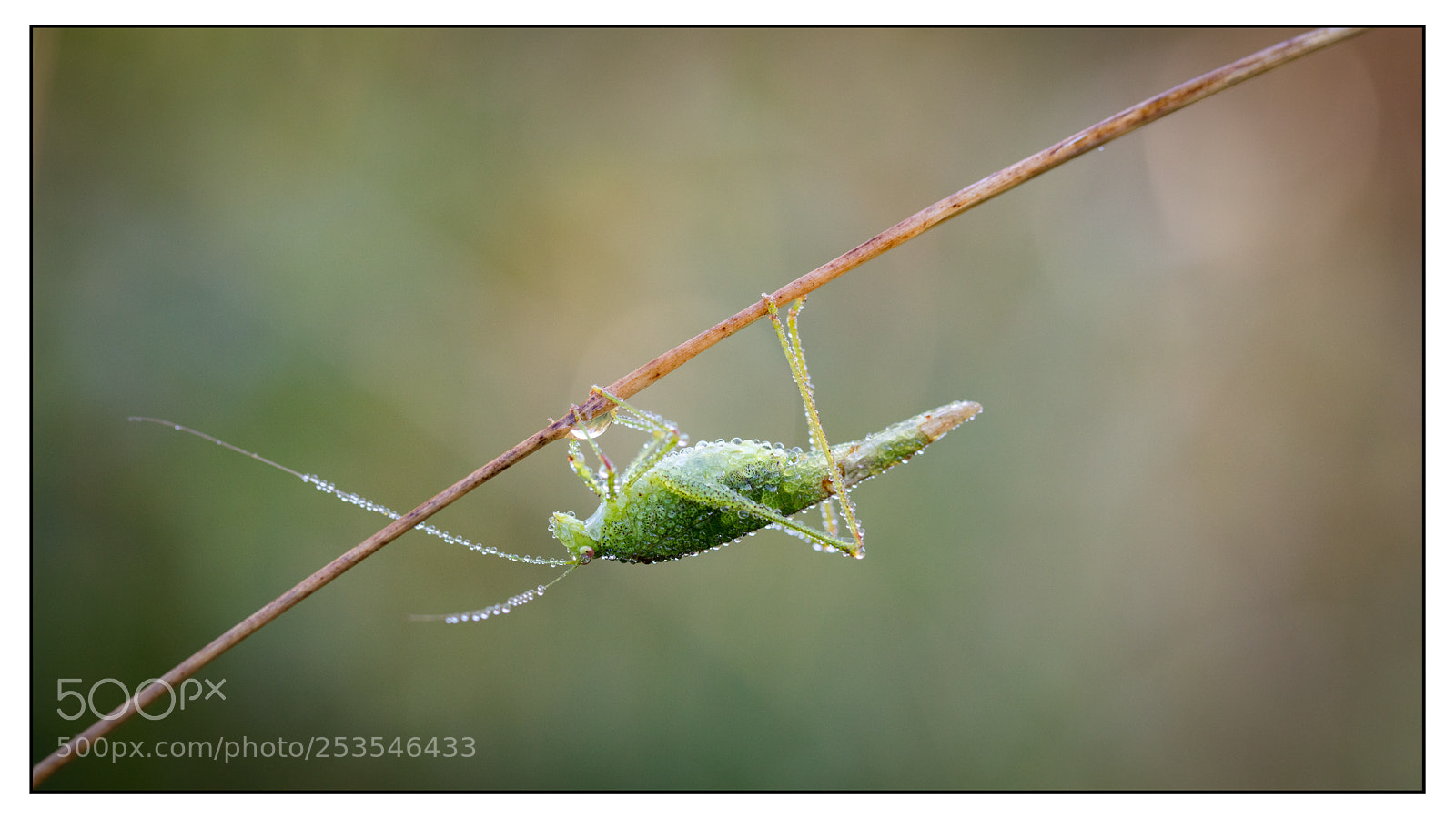 Canon EOS 5DS R sample photo. Grasshopper and morning dew photography