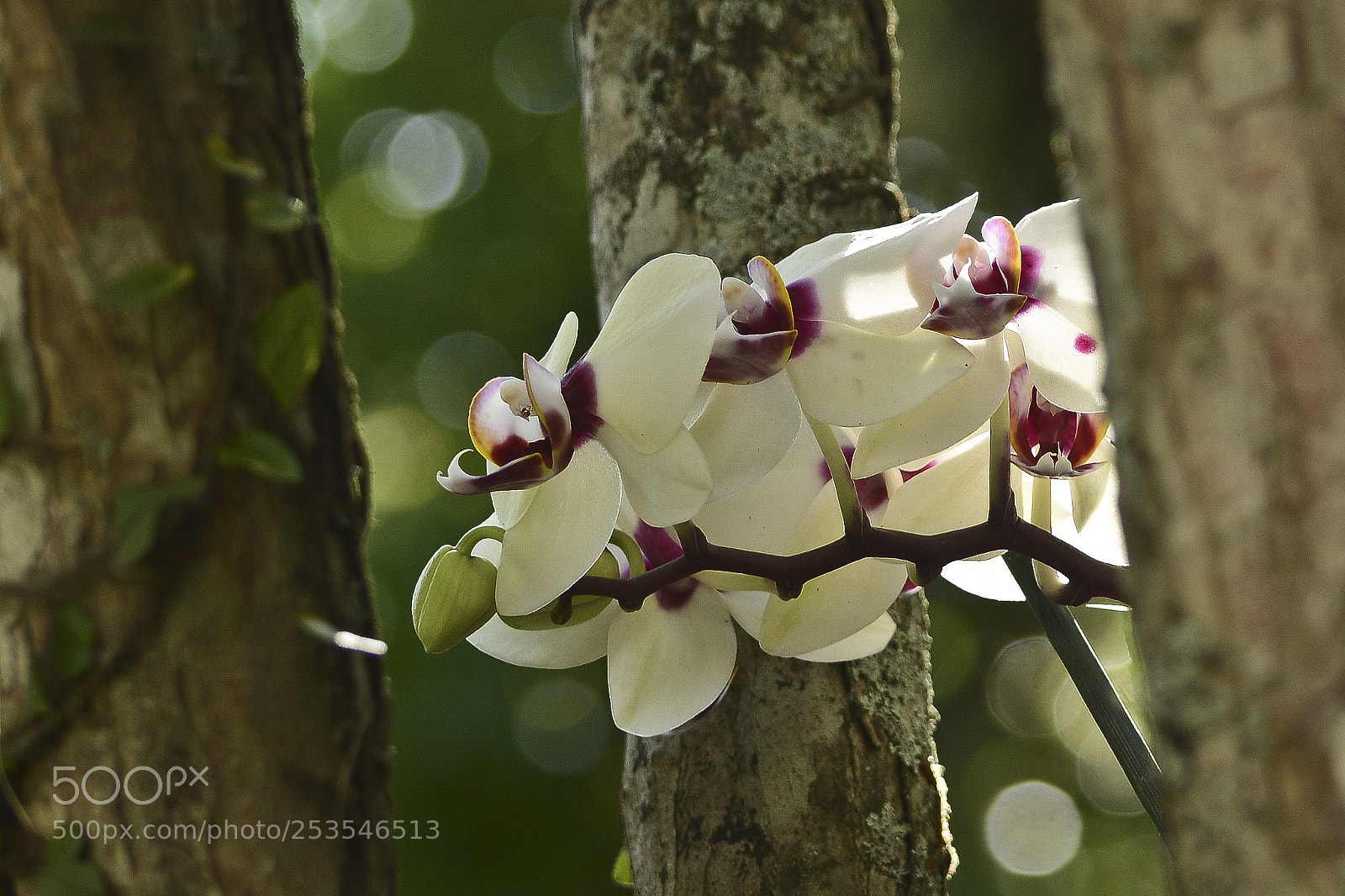 Nikon D7100 sample photo. Entre as rvores ela photography