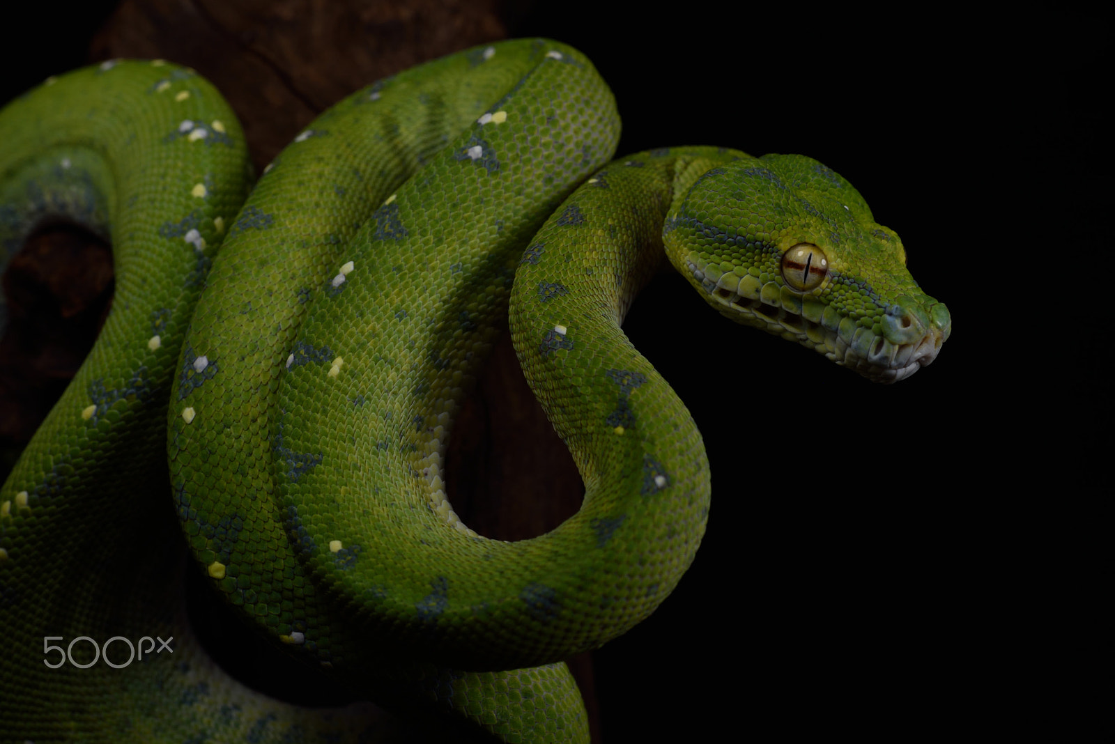 Nikon D750 sample photo. Morelia viridis photography