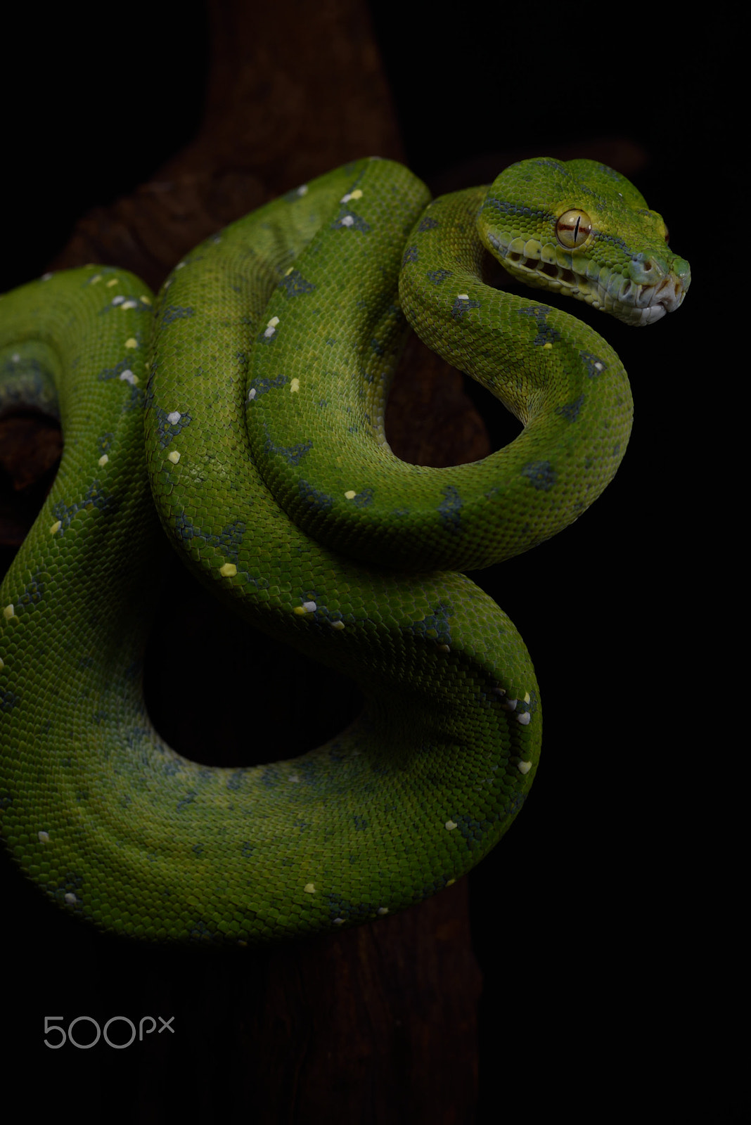 ZEISS Milvus 50mm F2 Macro sample photo. Morelia viridis photography