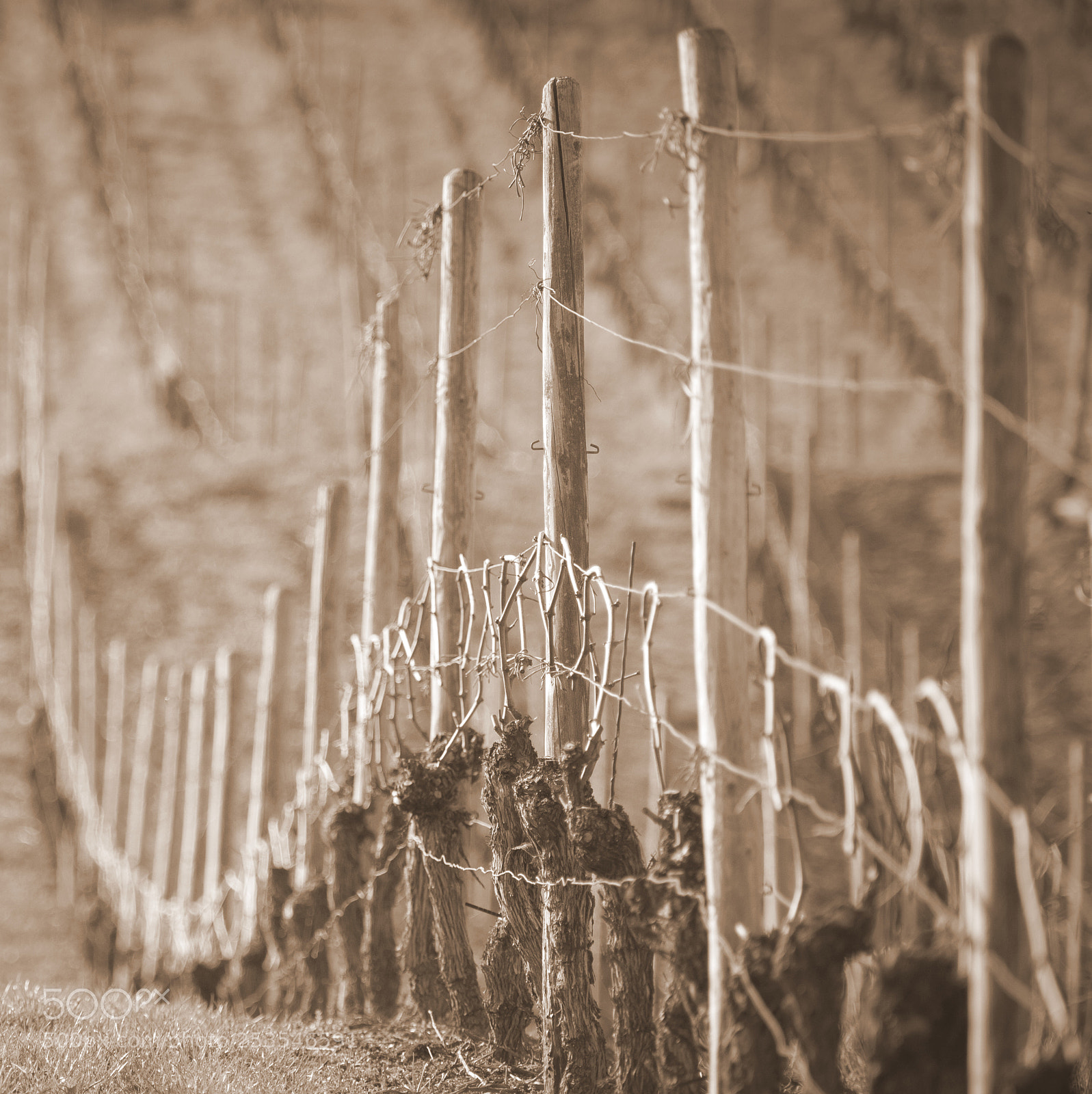 Canon EOS 5D Mark II sample photo. Vineyards langenlonsheim photography
