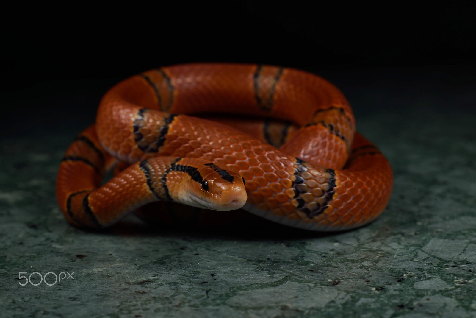 ZEISS Milvus 50mm F2 Macro sample photo. Oreocryptophis porphyraceus pulchra photography