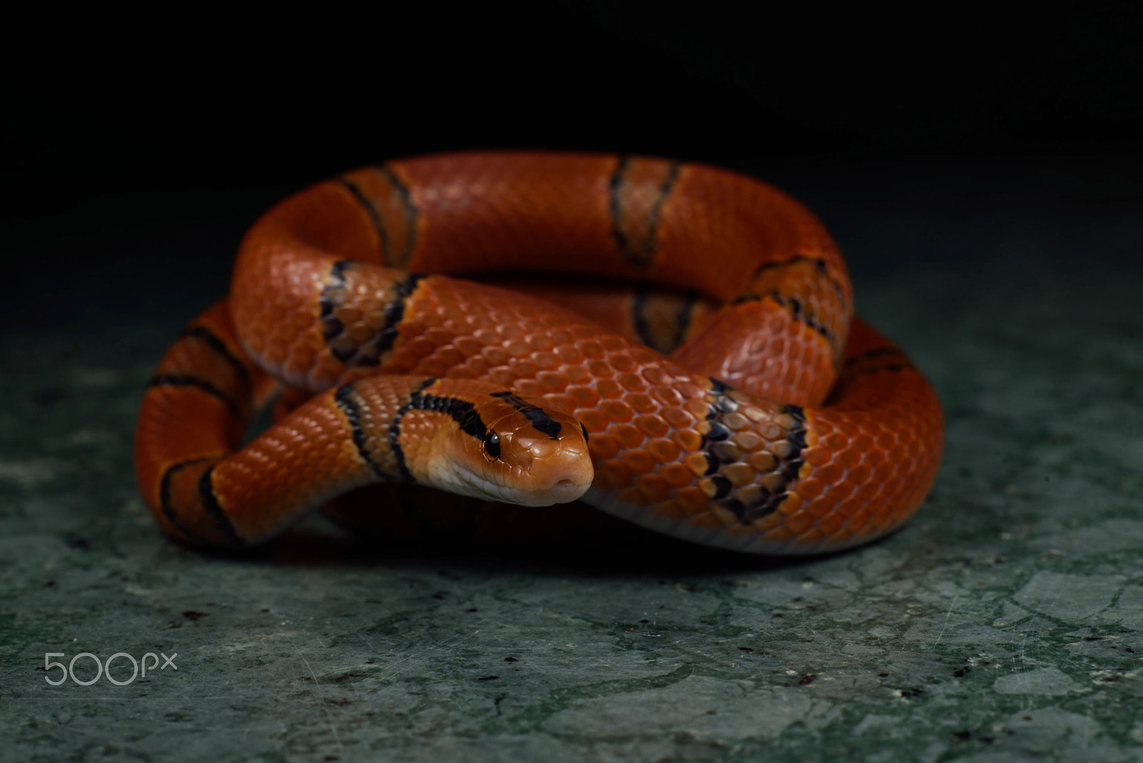 Nikon D750 + ZEISS Milvus 50mm F2 Macro sample photo. Oreocryptophis porphyraceus pulchra photography