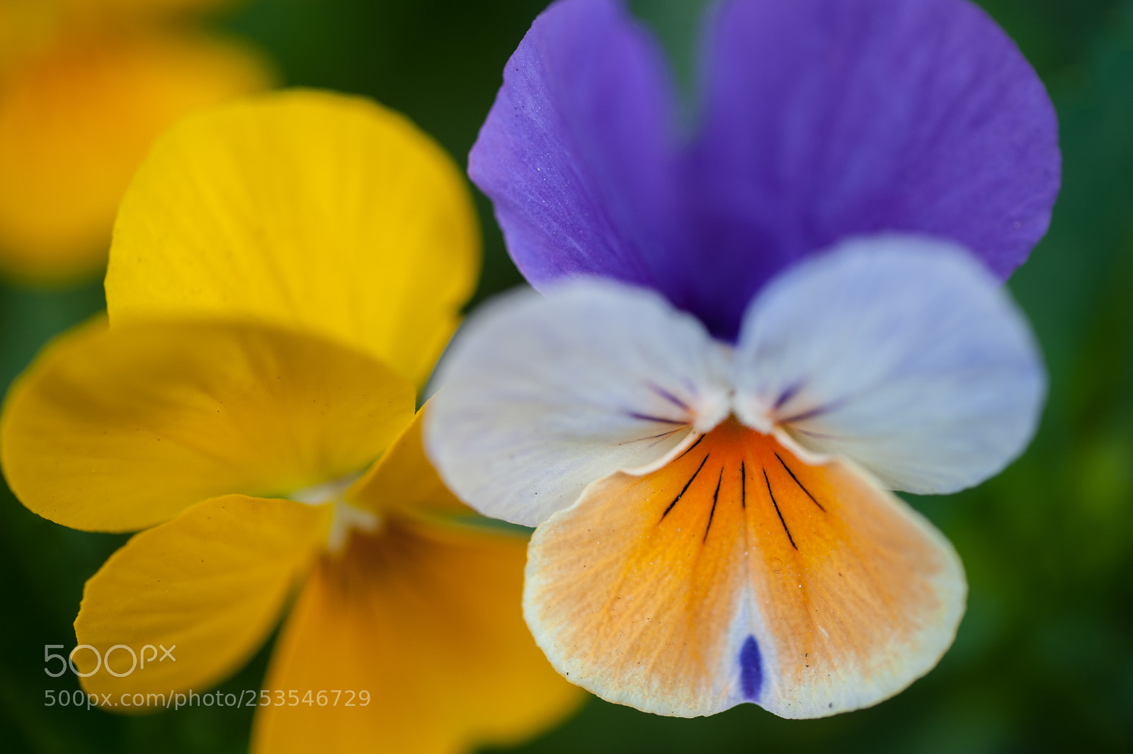 Nikon D700 sample photo. Flowers in tokyo photography