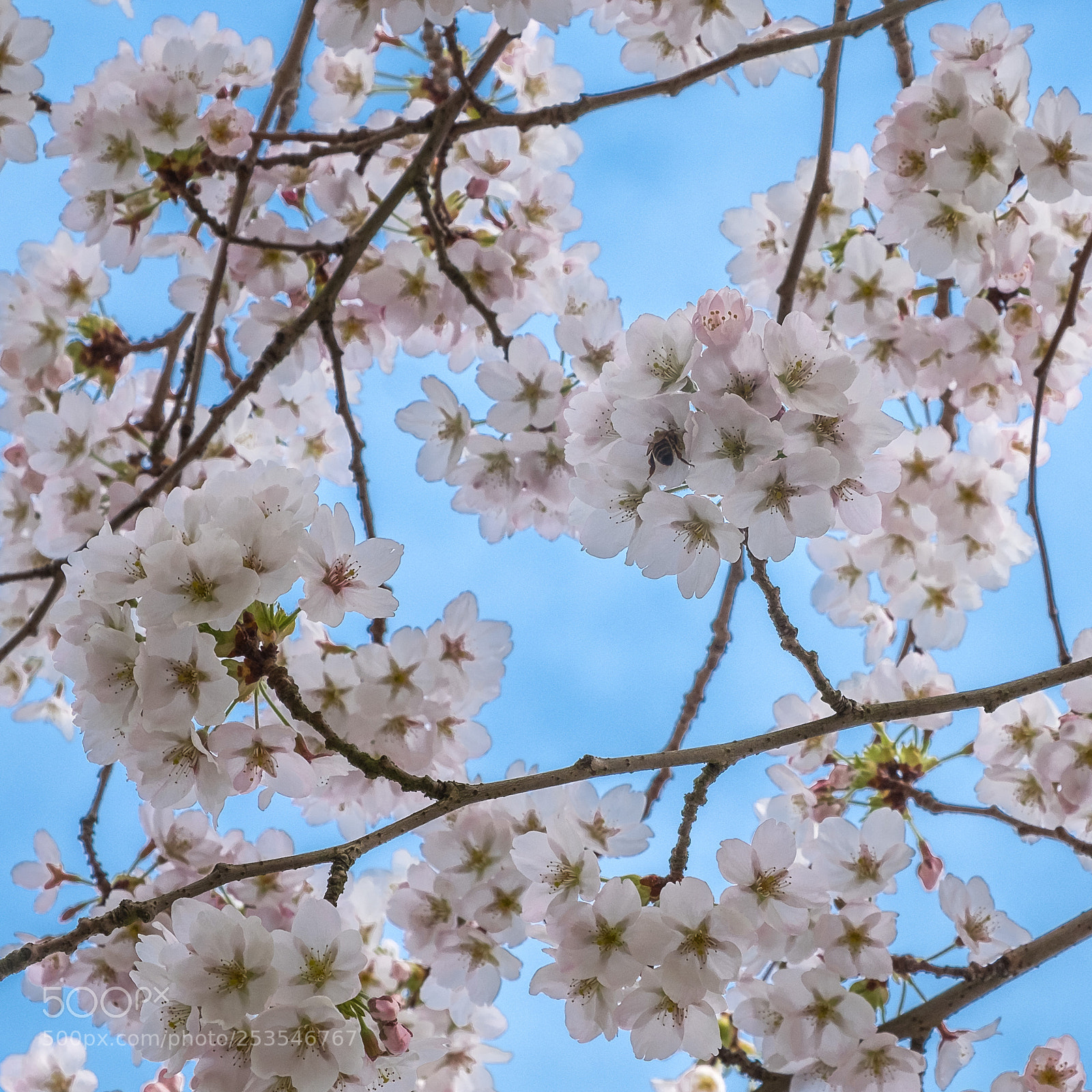 Fujifilm X-T20 sample photo. Cherry blossom photography